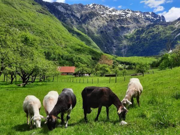 Apartment Pretner, Lepena Soča Eksteriør billede